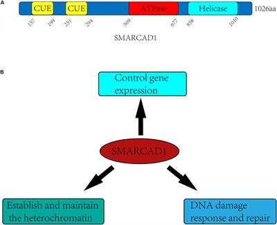 The Mechanism of Chromatin Remodeler SMARCAD1/Fun30 in Response to DNA Damage